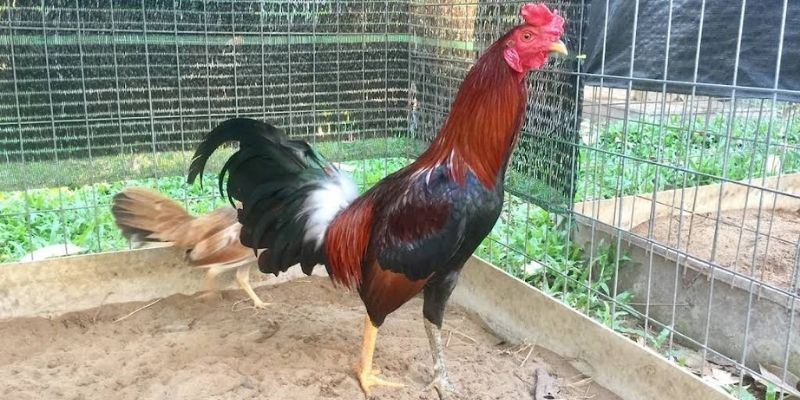 Tìm hiểu kỹ chế độ sống của chúng mới có thể tối đa hóa sức mạnh thể chất